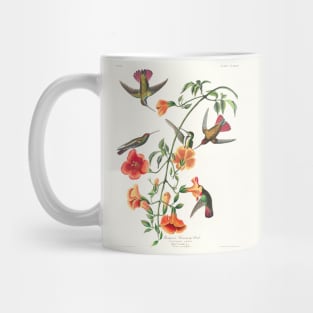 Mango Hummingbird from Birds of America (1827) Mug